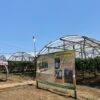 San Garden, Kebun Anggur Santri yang Tumbuh dari Iman dan Kemandirian