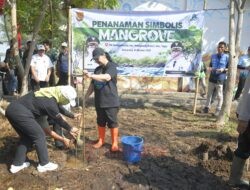 Dukung Mageri Segoro, Wali kota Semarang, Agustina Wilujeng Gerakkan Tanam Cemara Laut di Pesisir Semarang