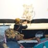 Peringati Hari Wayang Dunia, 20 Dalang Cilik Pentas di Pendopo Pati
