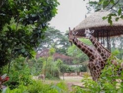 Belum Operasionalkan Tiket Masuk, Pemkot Bandung dan Pemprov Jabar Sepakat Perkuat Kebun Binatang Sebagai RTH