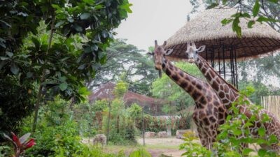 Jerapah koleksi Bandung Zoo. Foto: dokumentasi/istimewa