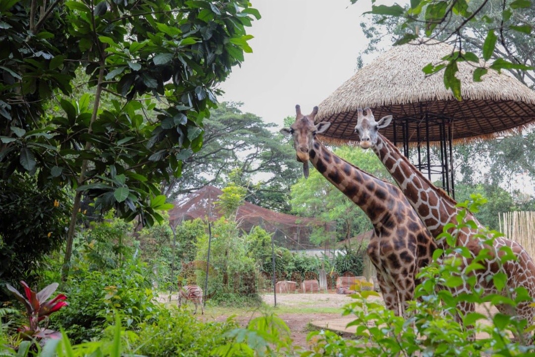 Jerapah koleksi Bandung Zoo. Foto: dokumentasi/istimewa