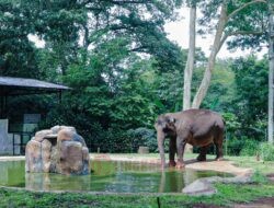 Farhan Minta Kejari Dampingi APBN Pakan Satwa Bandung Zoo