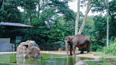 Gajah koleksi Bandung Zoo. Foto: dokumentasi/istimewa