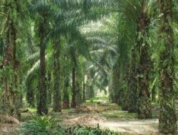 Tegas! Presiden Prabowo Sikat 20 Perusahaan Sawit Nakal Yang Tak Patuhi Kewajiban