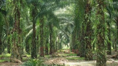 Kebun sawit di Sumatra. Foto: istimewa