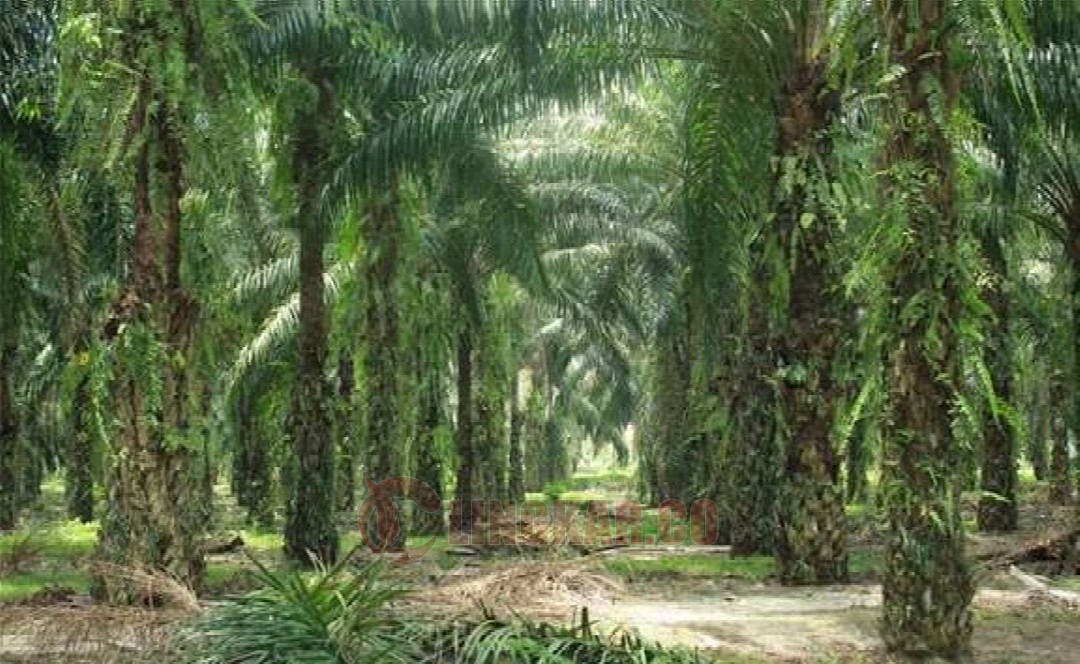 Kebun sawit di Sumatra. Foto: istimewa