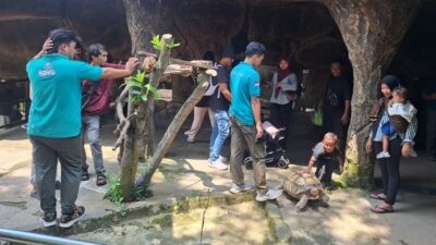 Interaksi dengan kura-kura sulcata di area Reptil Cave Semarang Zoo. Foto: istimewa