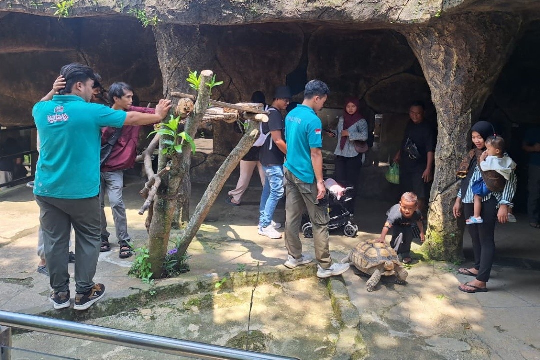 Interaksi dengan kura-kura sulcata di area Reptil Cave Semarang Zoo. Foto: istimewa