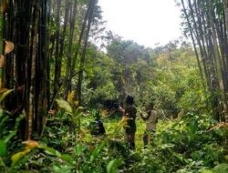 Menhut Raja Juli Akan Cabut 20 PBPH, Termasuk di Sumatra