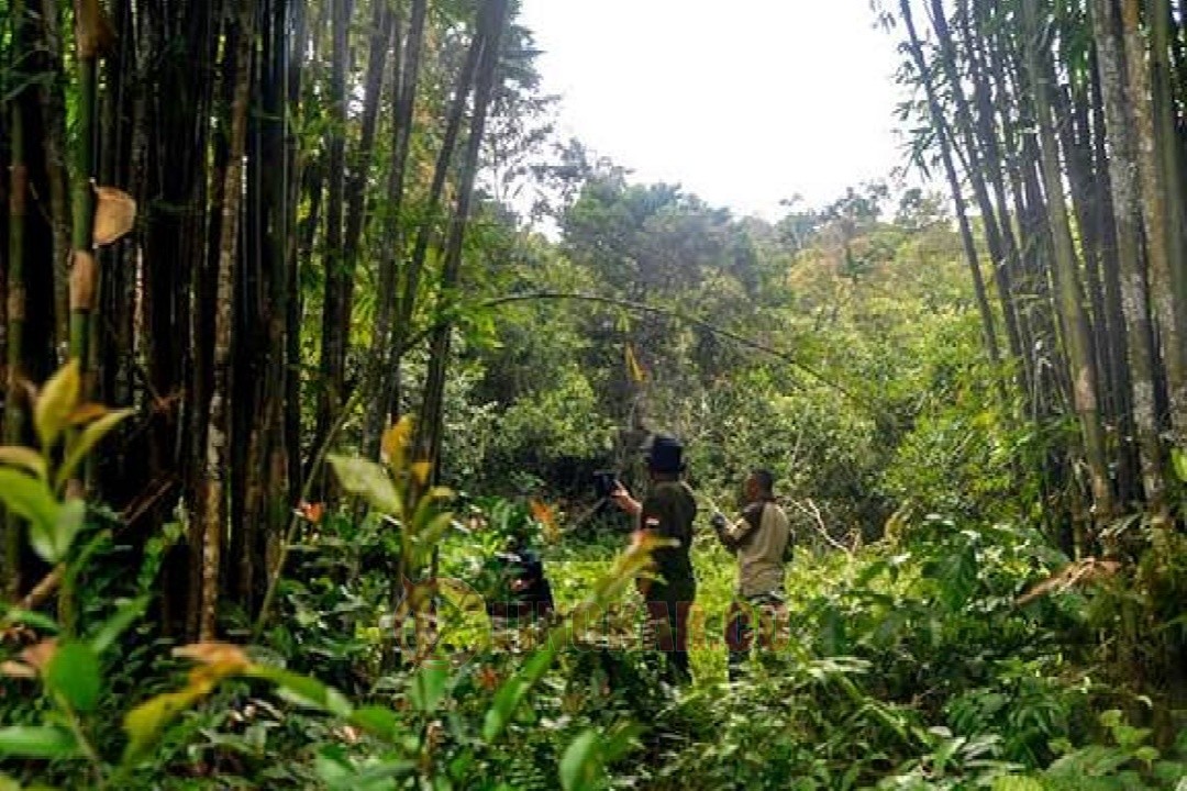 Hutan adat Sumatra. Foto: Mongabay