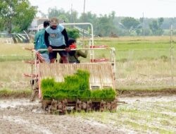 Realisasi Tanam Melonjak, IP Padi Rembang Tertinggi se-Jateng