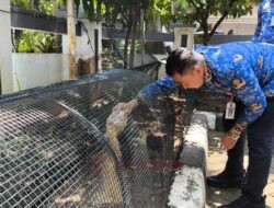 Tekan Stunting, Kecamatan Semarang Barat Kembangkan Taman Edukasi Ayam KUB