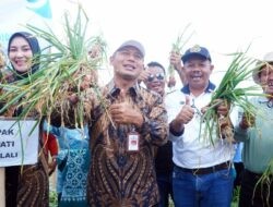 Panen Bawang di Desa Tarubatang, Bupati Boyolali Akui Puas Hasil Inovasi Petani