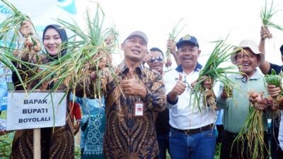 Bupati Boyolali, Agus Irawan saat mengikuti Panen Raya Bawang Merah di Dukuh Gajihan, Desa Tarubatang, Kecamatan Selo, Kabupaten Boyolali, Jawa Tengah, Jum'at (9/1/2026)