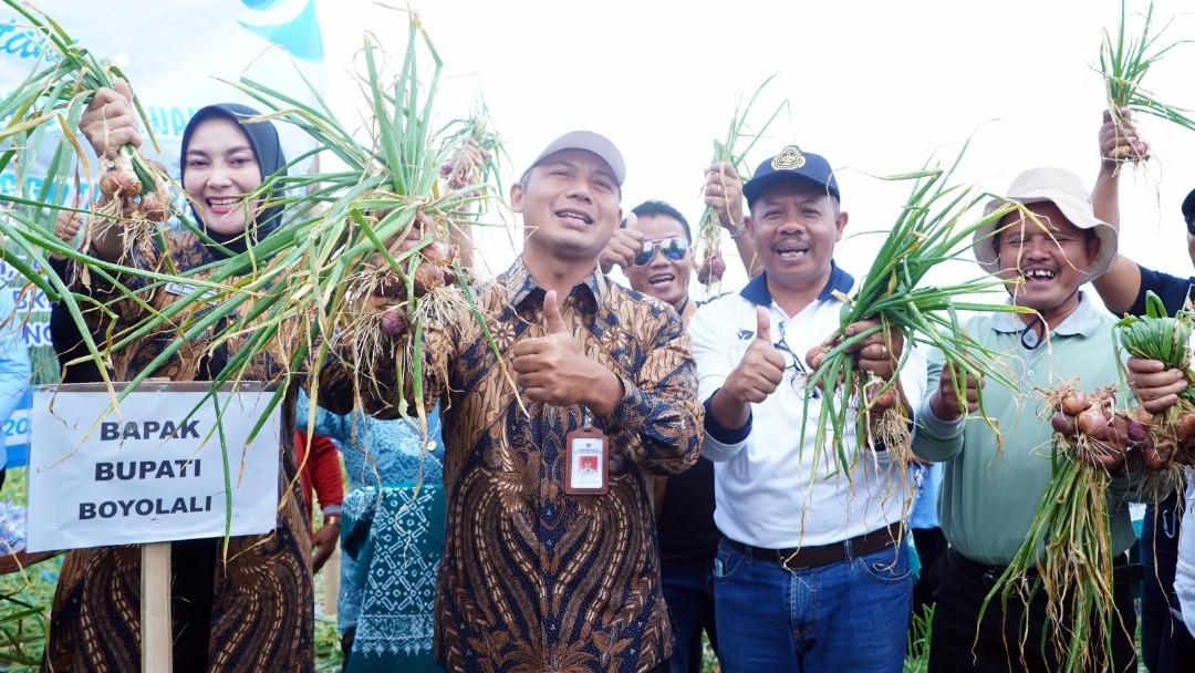 Bupati Boyolali, Agus Irawan saat mengikuti Panen Raya Bawang Merah di Dukuh Gajihan, Desa Tarubatang, Kecamatan Selo, Kabupaten Boyolali, Jawa Tengah, Jum'at (9/1/2026)