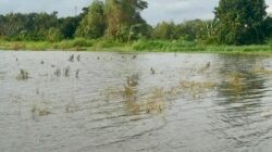 Kabar Gembira! Ancaman Gagal Panen Akibat Banjir Bisa Klaim Asuransi