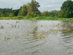 Kabar Gembira! Ancaman Gagal Panen Akibat Banjir Bisa Klaim Asuransi