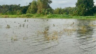 Area persawahan yang terdampak banjir. Foto: istimewa
