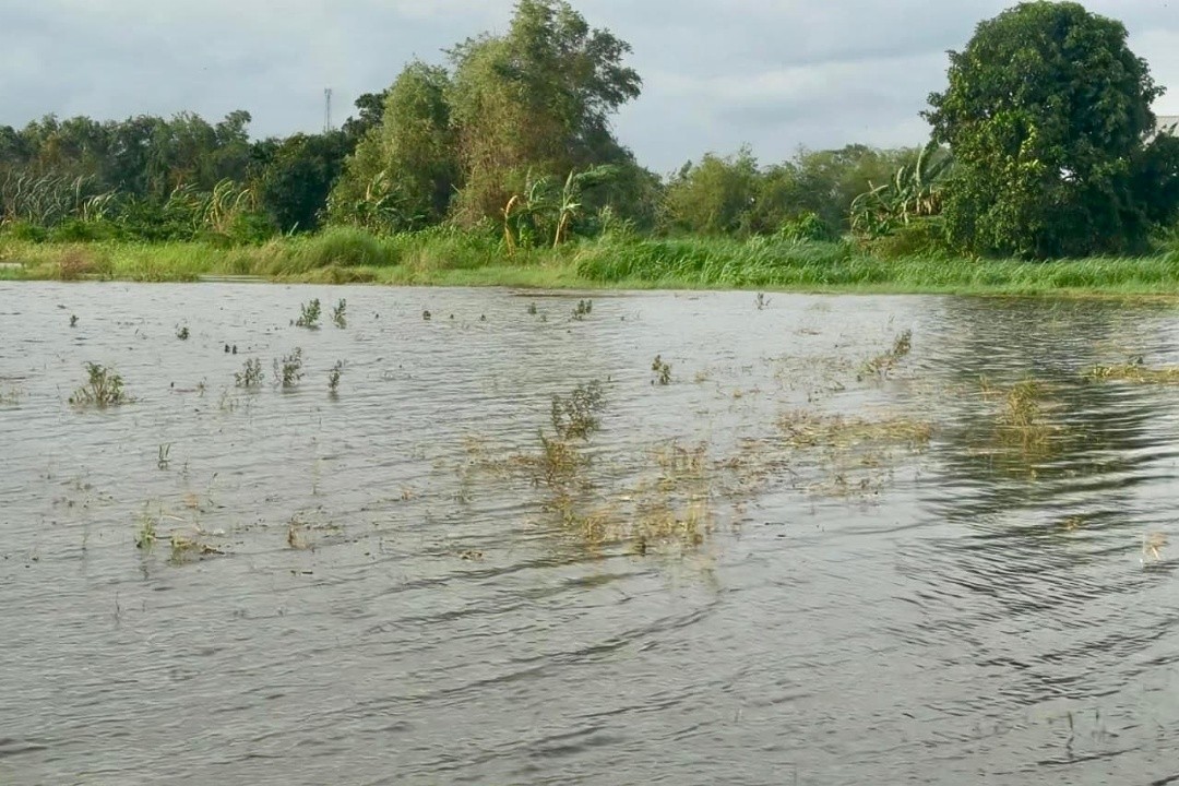 Area persawahan yang terdampak banjir. Foto: istimewa