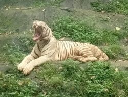 Kembali ke Semarang Zoo, Bimo Ungkap Strategi Konservasi