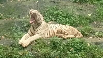 Harimau Benggala di Semarang Zoo yang warnanya pudar. Foto: Rifqi/Lingkar.co