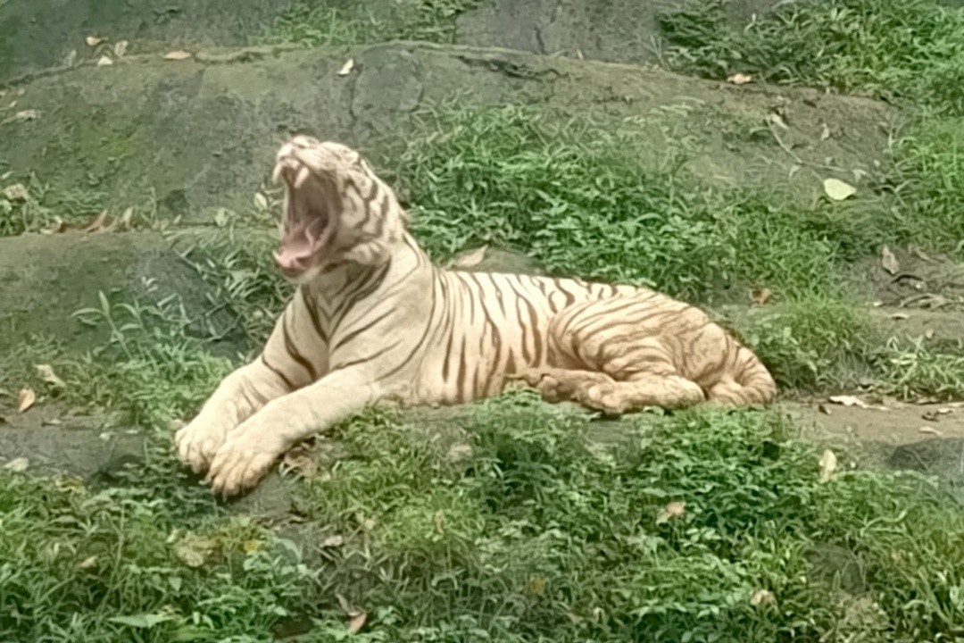 Harimau Benggala di Semarang Zoo yang warnanya pudar. Foto: Rifqi/Lingkar.co