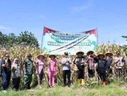 Panen Raya Jagung Serentak, Pemkot Banjar Dukung Sektor Pertanian dengan Bantuan Alsintan