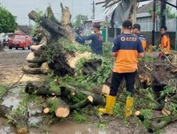 BPBD Rembang Siaga Penuh, Banjir, Pohon Tumbang dan Longsor Terjadi di Sejumlah Wilayah