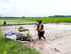 Brigade Pangan Dorong Petani Rembang Berani Tanam di MT 2 dan MT 3