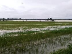 Banjir Kepung Pati, 4.400 Hektar Lahan Pertanian Terancam Gagal Panen