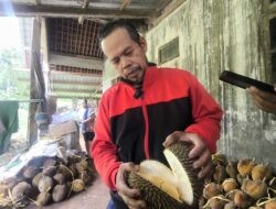 Durian Gunungpati Semarang Tetap Diminati, Rasa Legit dengan Pahit Tipis Jadi Ciri Khas