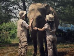 Patuhi Surat Edaran Dirjen KSDAE No. 6 Tahun 2025, Tidak Ada Layanan Naik Gajah di Semarang Zoo