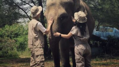 Salah satu gajah koleksi Semarang Zoo. Foto: dokumentasi