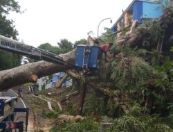 Cuaca Ekstrem Kembali Lumpuhkan Titik Kota, Mitigasi Pohon Rawan Dipertanyakan