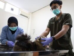 Sambut Mudik 2026, Pemkot Surabaya Buka Layanan Titip Hewan Peliharaan