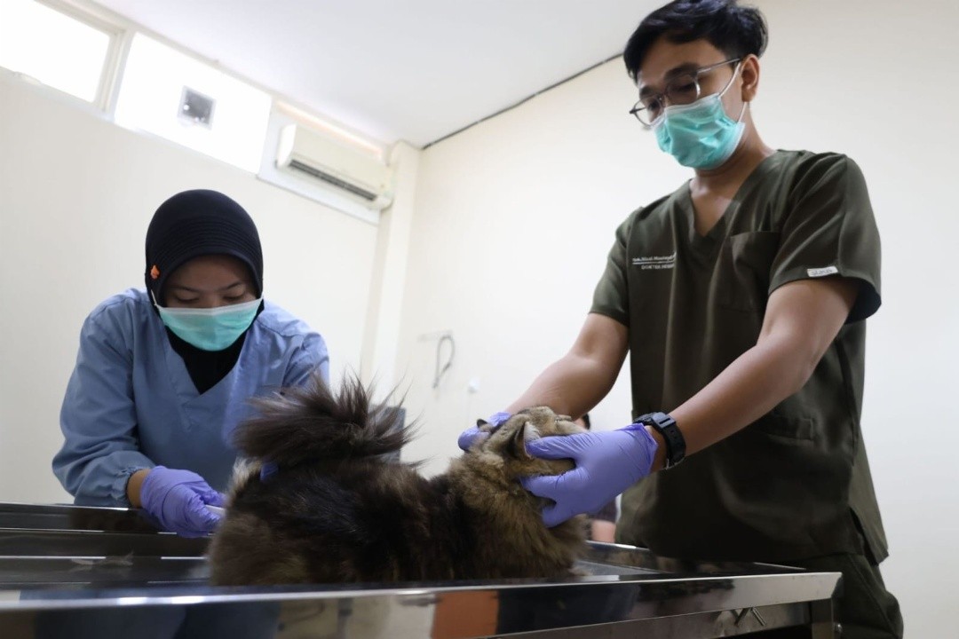 Petugas Puskeswan Pemkot Surabaya saat memeriksa kesehatan hewan. Foto: dokumentasi/istimewa