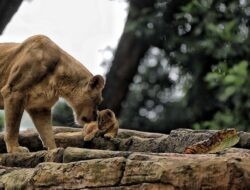 Kementerian Kehutanan Cabut Izin Konservasi, Pemkot Pastikan Kebun Binatang Bandung Masih Tutup Saat Lebaran 2026