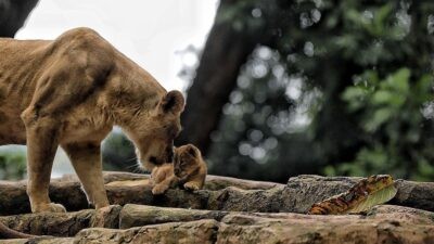 Singa betina dan anaknya, salah satu koleksi satwa liar di Kebun Binatang Bandung. Foto: dokumentasi