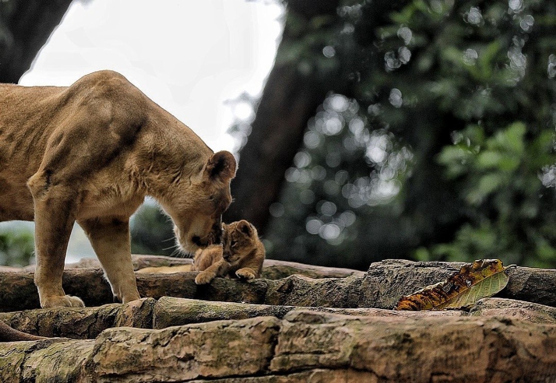 Singa betina dan anaknya, salah satu koleksi satwa liar di Kebun Binatang Bandung. Foto: dokumentasi