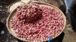 Harga Bawang Merah Anjlok Jelang , Petani Kendal Bertahan di Tengah Kerugian