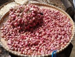 Harga Bawang Merah Anjlok Jelang , Petani Kendal Bertahan di Tengah Kerugian
