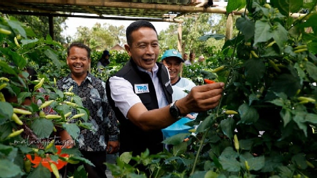 Wali Kota Malang, Wahyu Hidayat bersama TPID saat meninjau perkebunan cabai di Kelurahan Lesanpuro, Kecamatan Kedungkandang, Kota Malang, Jawa Timur, Rabu (4/3/2026). Foto: dokumentasi