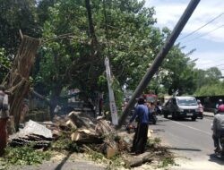 Tangani Puluhan Pohon Tumbang, Agustina Imbau Warga Segera Laporkan Jika Belum Ditangani