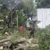 Pemkot Semarang Kembali Gerak Cepat Evakuasi Pohon Tumbang Akibat Cuaca Ekstrem