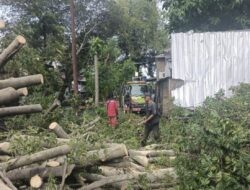 Pemkot Semarang Kembali Gerak Cepat Evakuasi Pohon Tumbang Akibat Cuaca Ekstrem