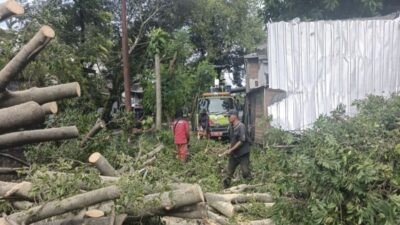 Pemkot Semarang evakuasi pohon tumbang akibat cuaca ekstrem. (dok Pemkot Semarang)