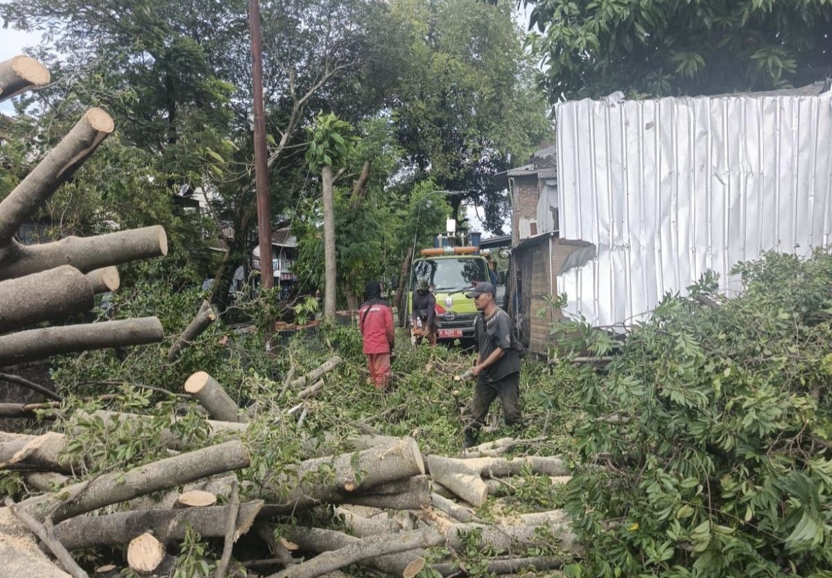 Pemkot Semarang evakuasi pohon tumbang akibat cuaca ekstrem. (dok Pemkot Semarang)