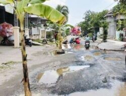 Protes Jalan Rusak, Warga Kayen Pati Tanam Pohon Pisang