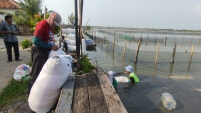 Budidaya rumput laut di kabupaten Kendal Jawa Tengah. Foto: Yoedhi/Lingkar.co